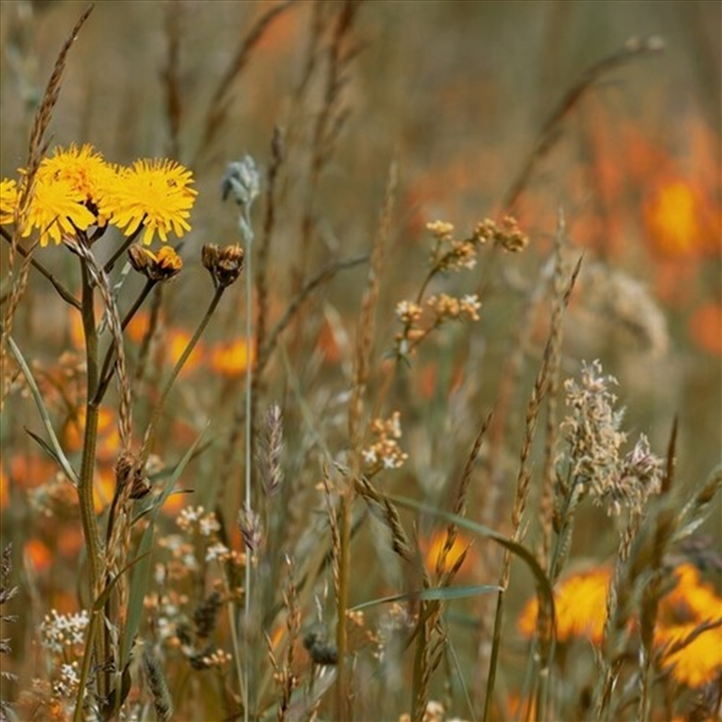 Reinhold Friedl: Scarlatti/Product Detail/Classical