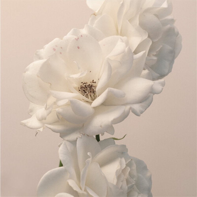 Turn The Light On: Acoustic Re/Product Detail/Rock/Pop