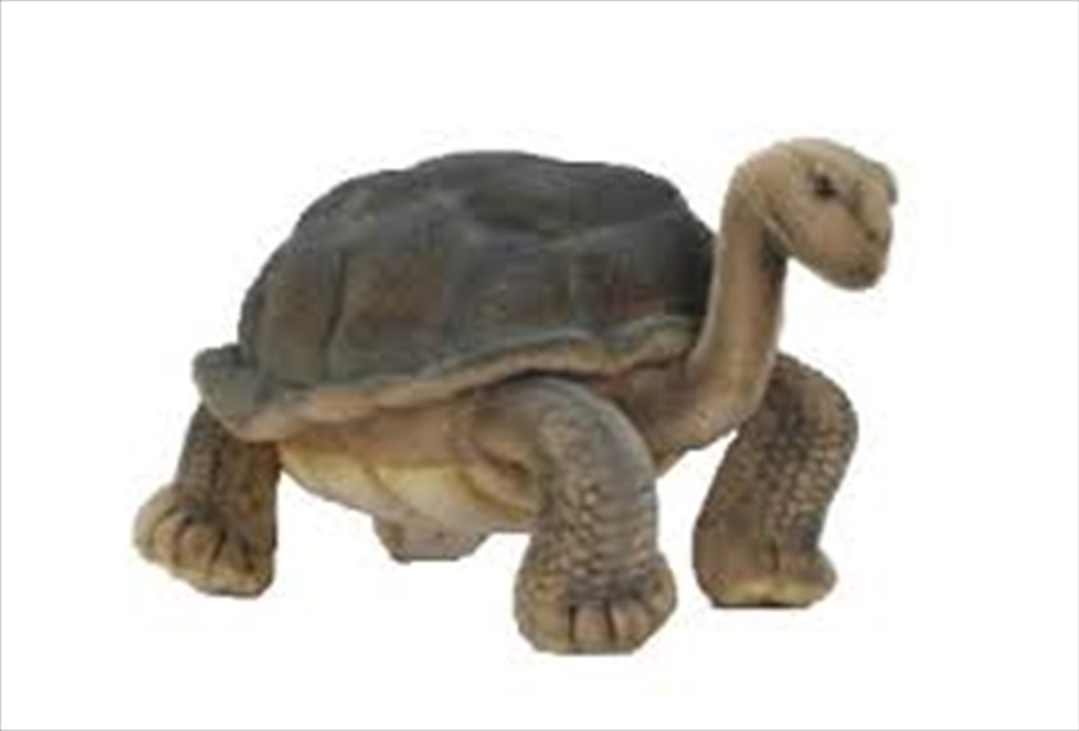 Galapagos Turtle 30cm/Product Detail/Plush Toys