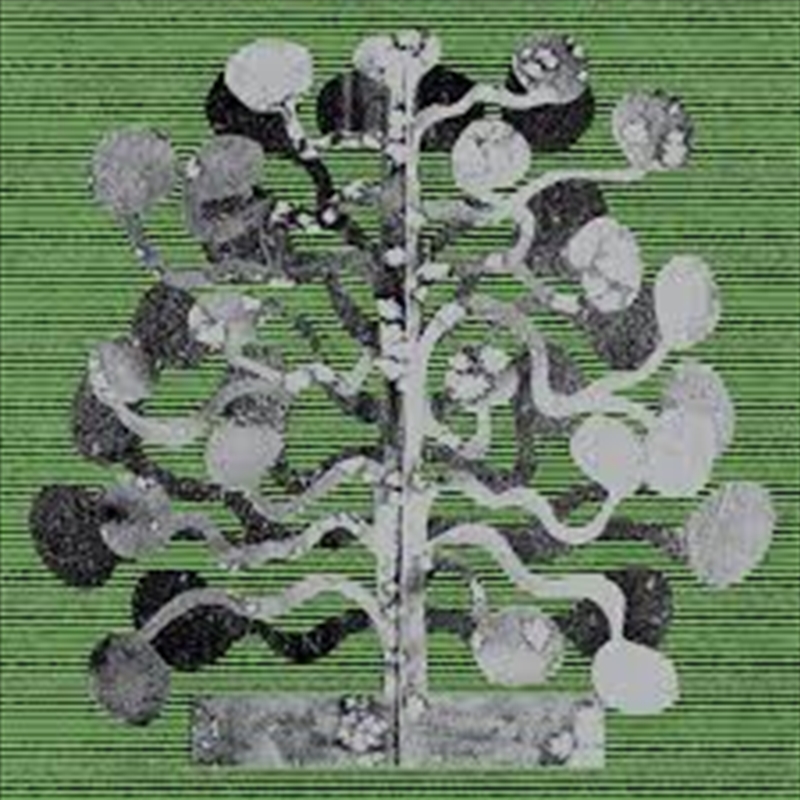 Yucca/Product Detail/Dance