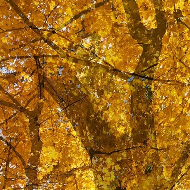 Weathering Some Piano/Product Detail/Specialist