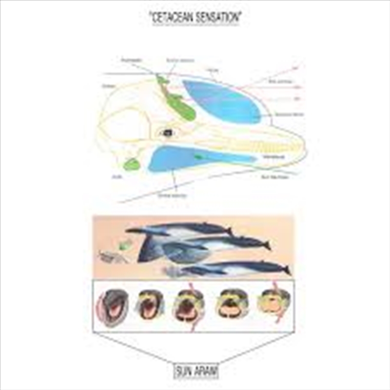 Cetacean Sensation/Product Detail/Dance