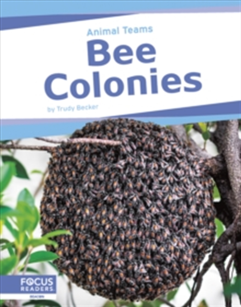 Bee Colonies/Product Detail/Childrens
