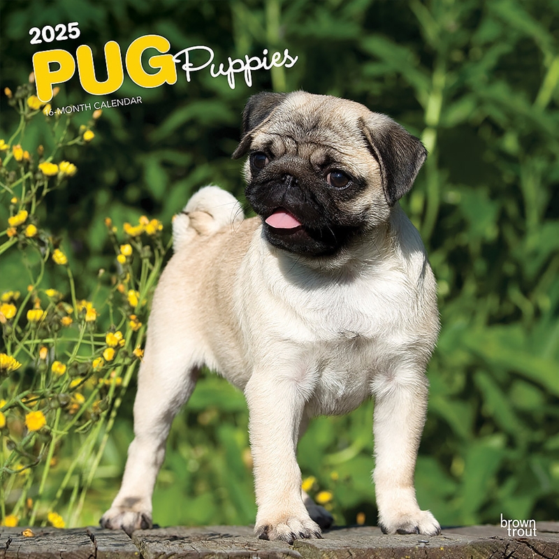 Pug Puppies 2025 Square Calendar Sanity