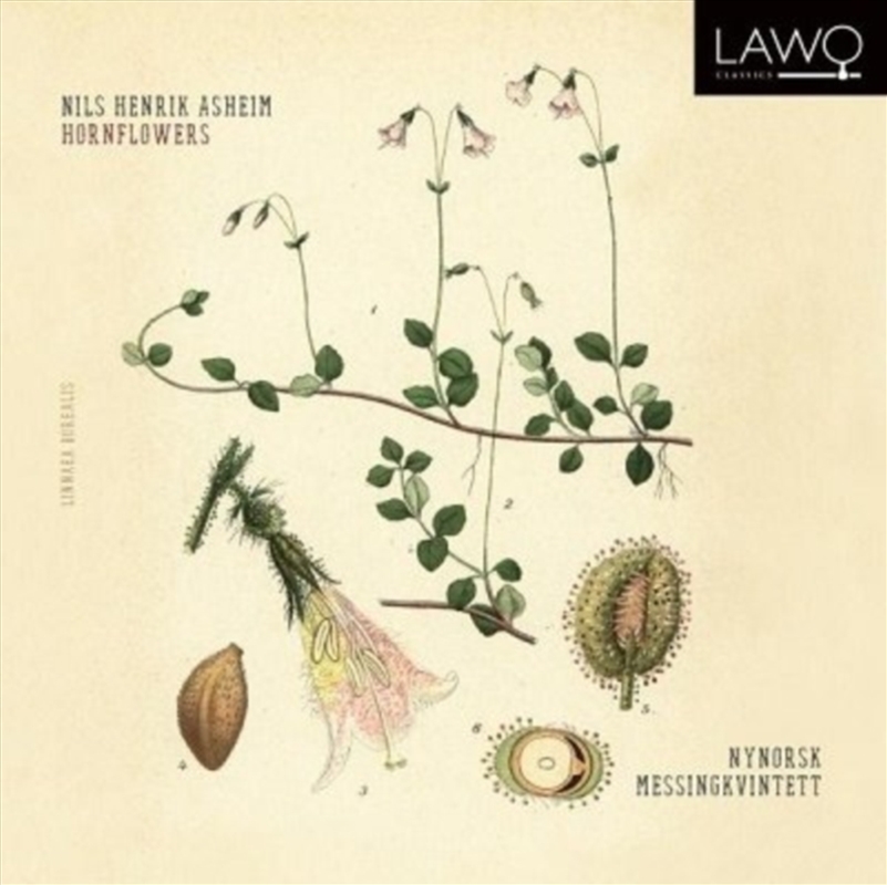 Hornflowers/Product Detail/Classical