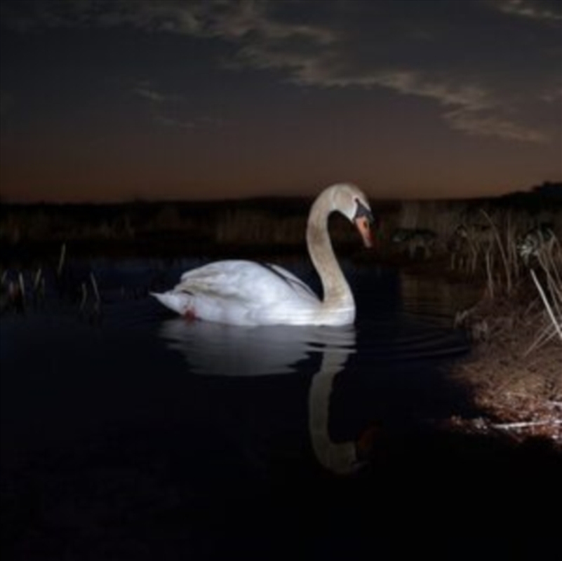 Is Peace Wild/Product Detail/Dance