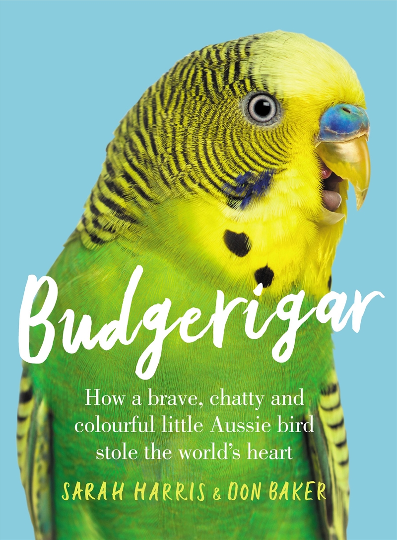 Budgerigar/Product Detail/Animals & Nature