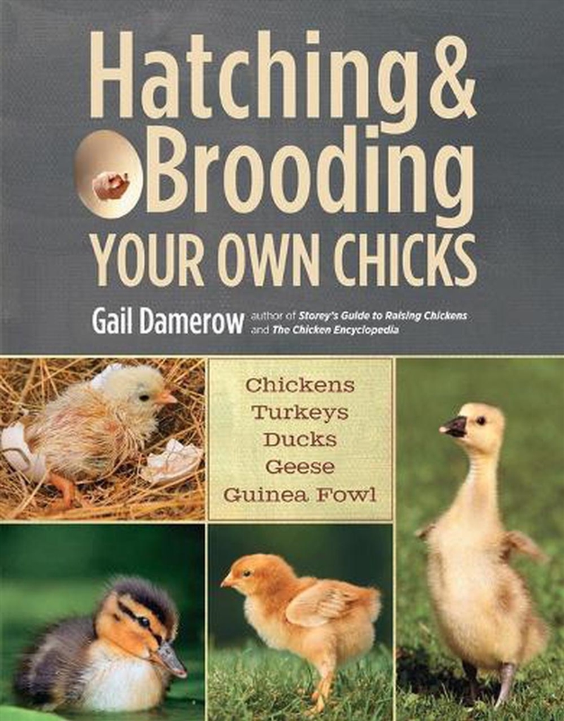 Hatching & Brooding Your Own Chicks/Product Detail/Reading