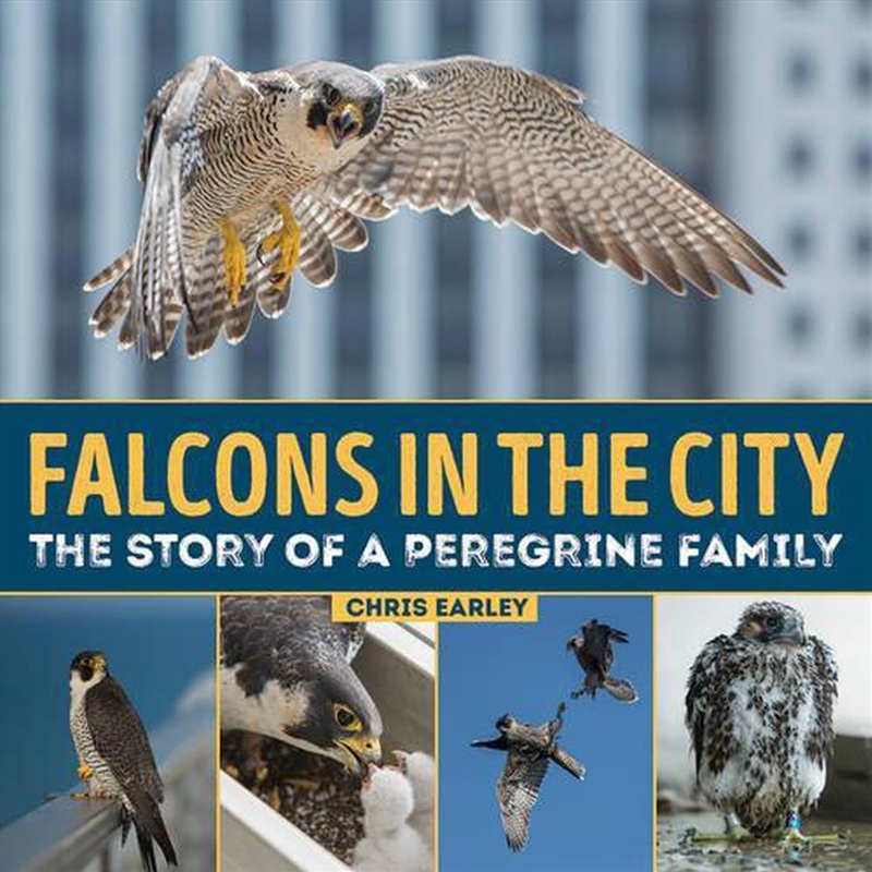 Falcons in the City: The Story of a Peregine Family/Product Detail/Childrens