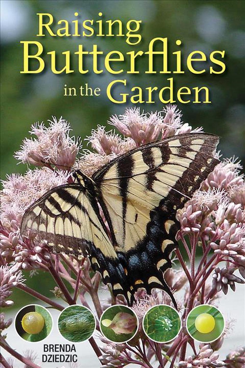 Raising Butterflies in the Garden/Product Detail/Animals & Nature