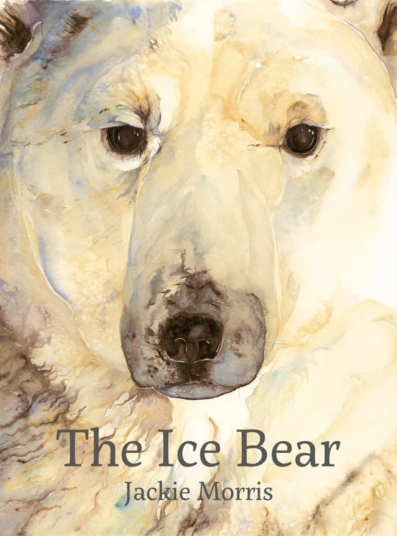 Ice Bear/Product Detail/Early Childhood Fiction Books