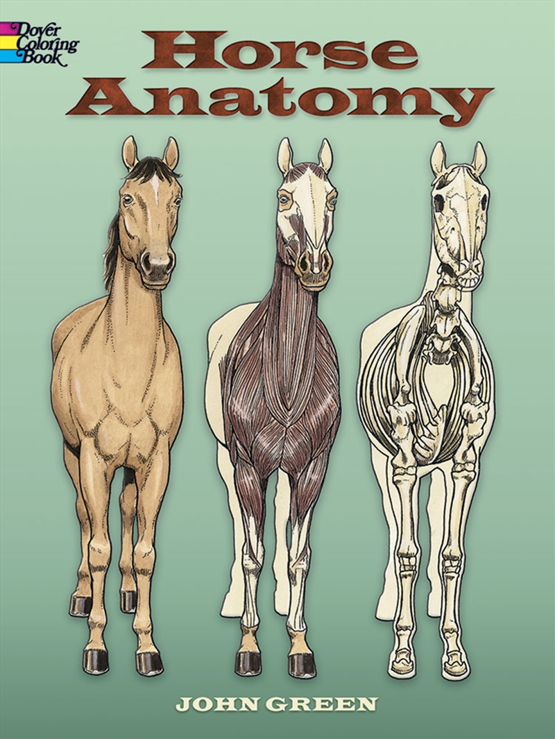 Horse Anatomy Coloring Book/Product Detail/Kids Colouring