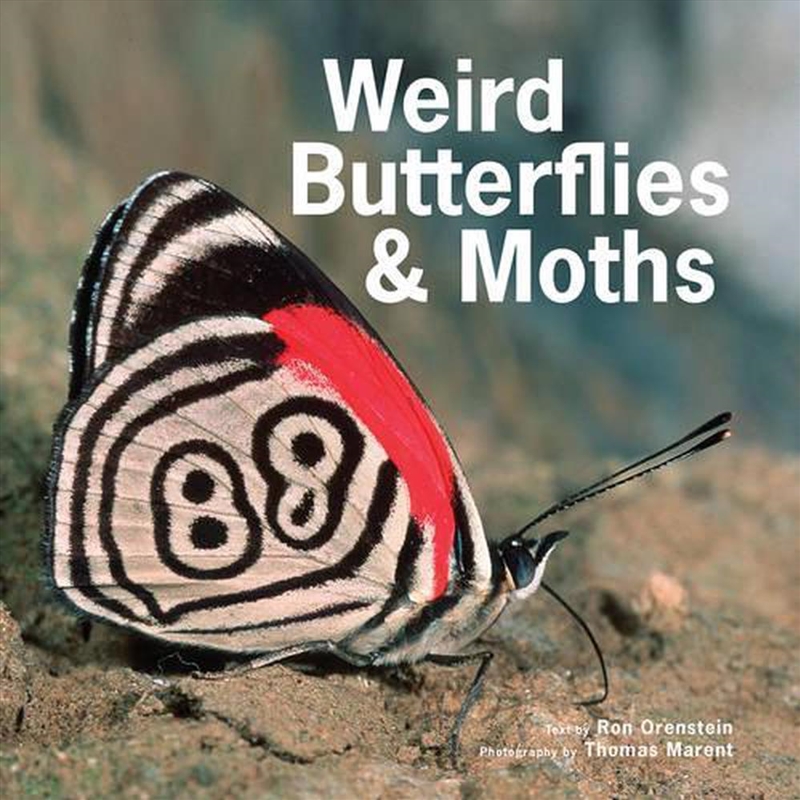 Weird Butterflies and Moths/Product Detail/Animals & Nature