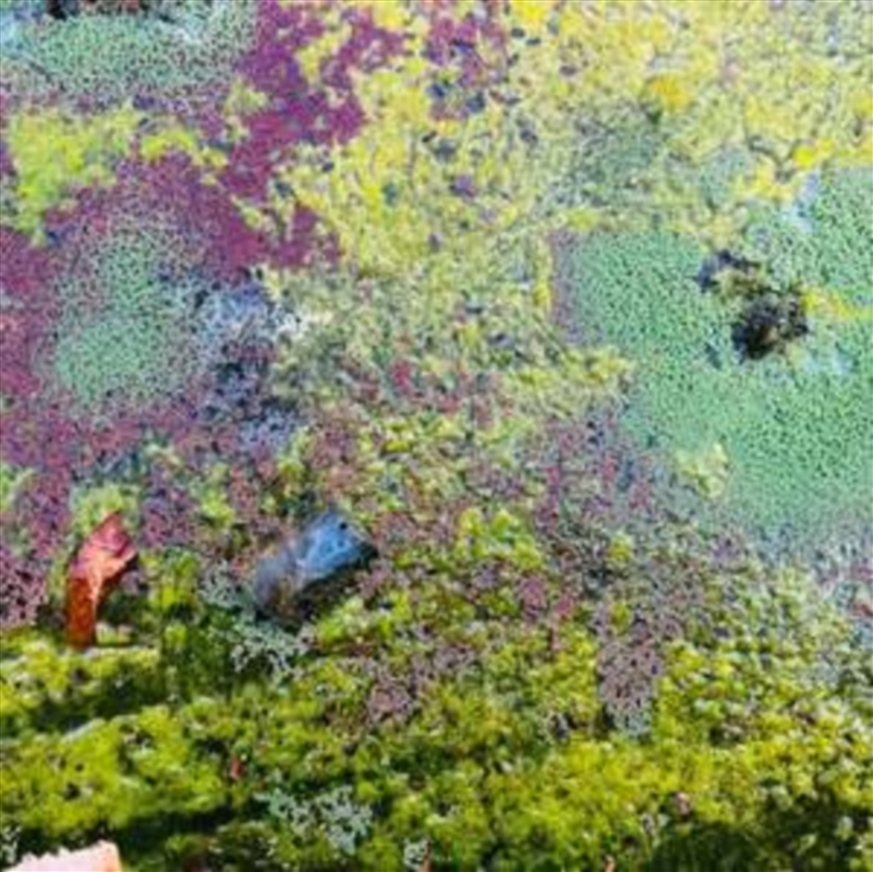 Nestor's Nest/Product Detail/Jazz