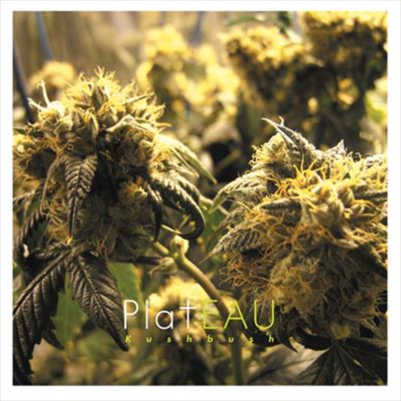 Kushbush/Product Detail/Rock/Pop