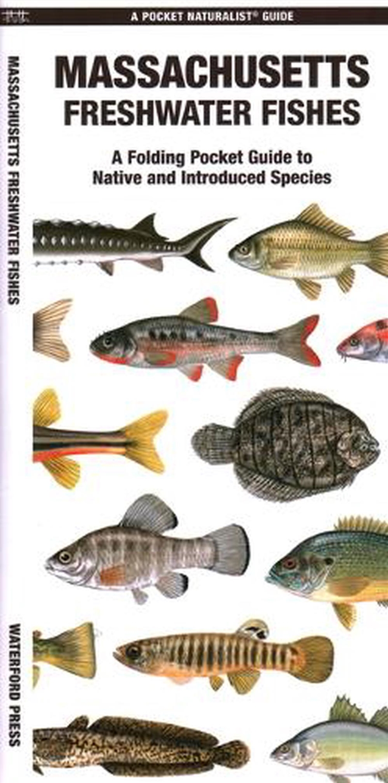 Massachusetts Freshwater Fishes/Product Detail/Animals & Nature