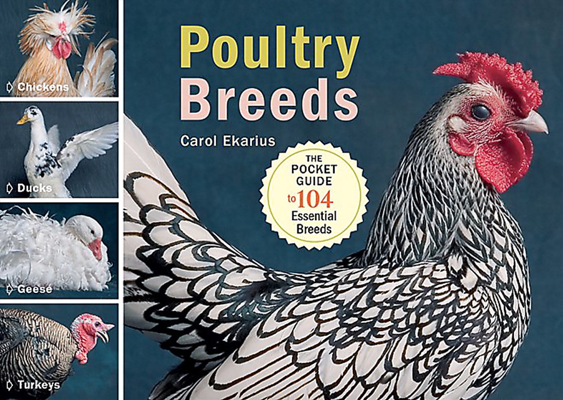 Poultry Breeds/Product Detail/Reading
