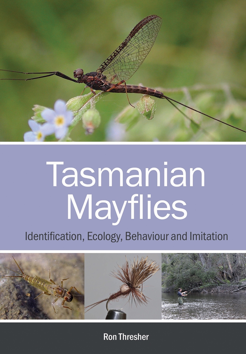 Tasmanian Mayflies/Product Detail/Animals & Nature