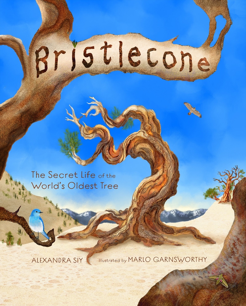 Bristlecone: The Secret Life of the World's Oldest Tree/Product Detail/Childrens