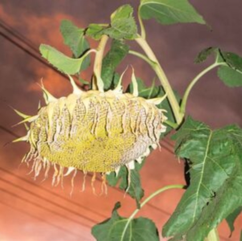 Fillerkiller/Product Detail/Alternative