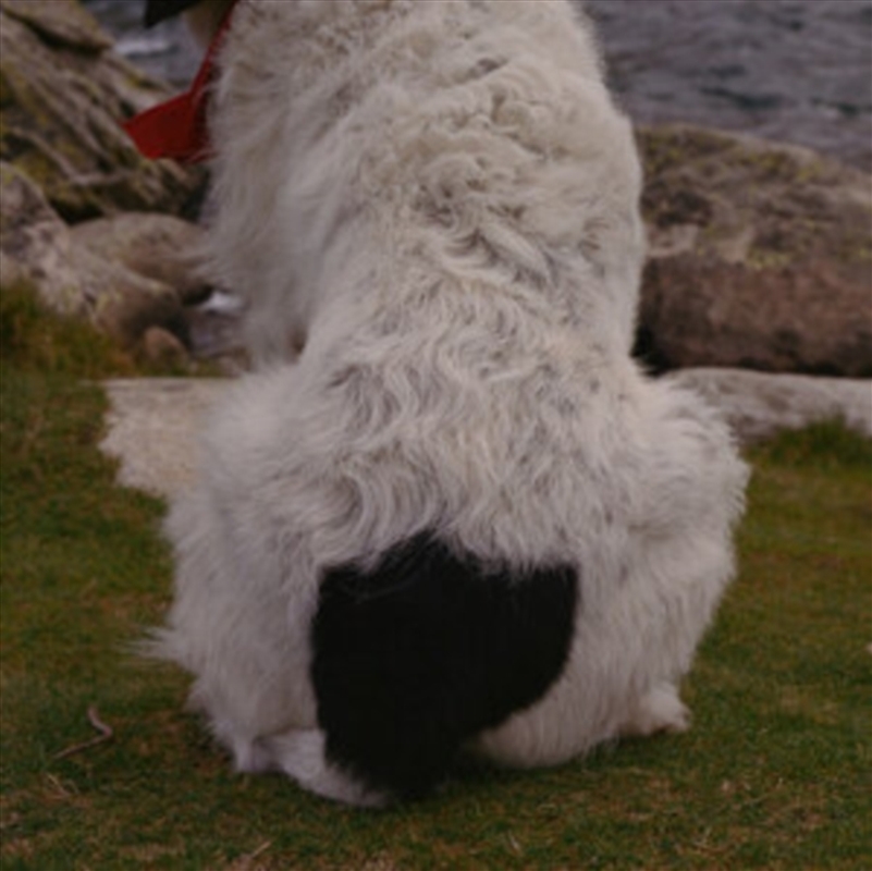 Dognip/Product Detail/Dance