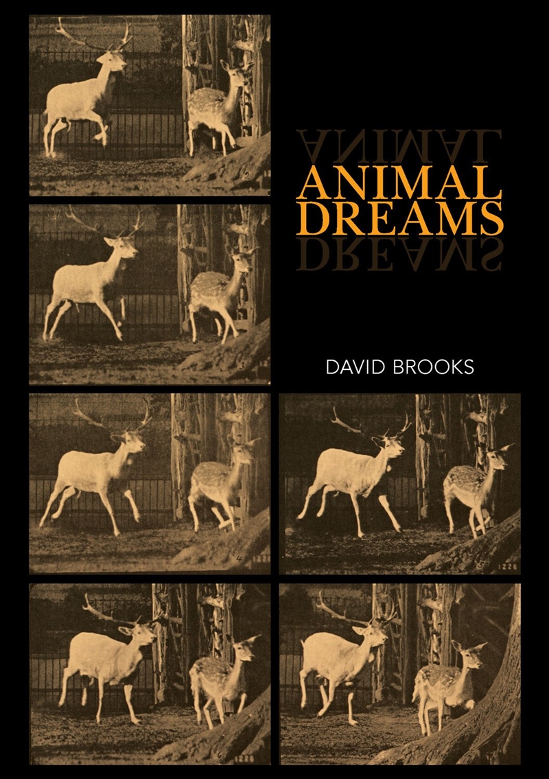 Animal Dreams/Product Detail/Society & Culture
