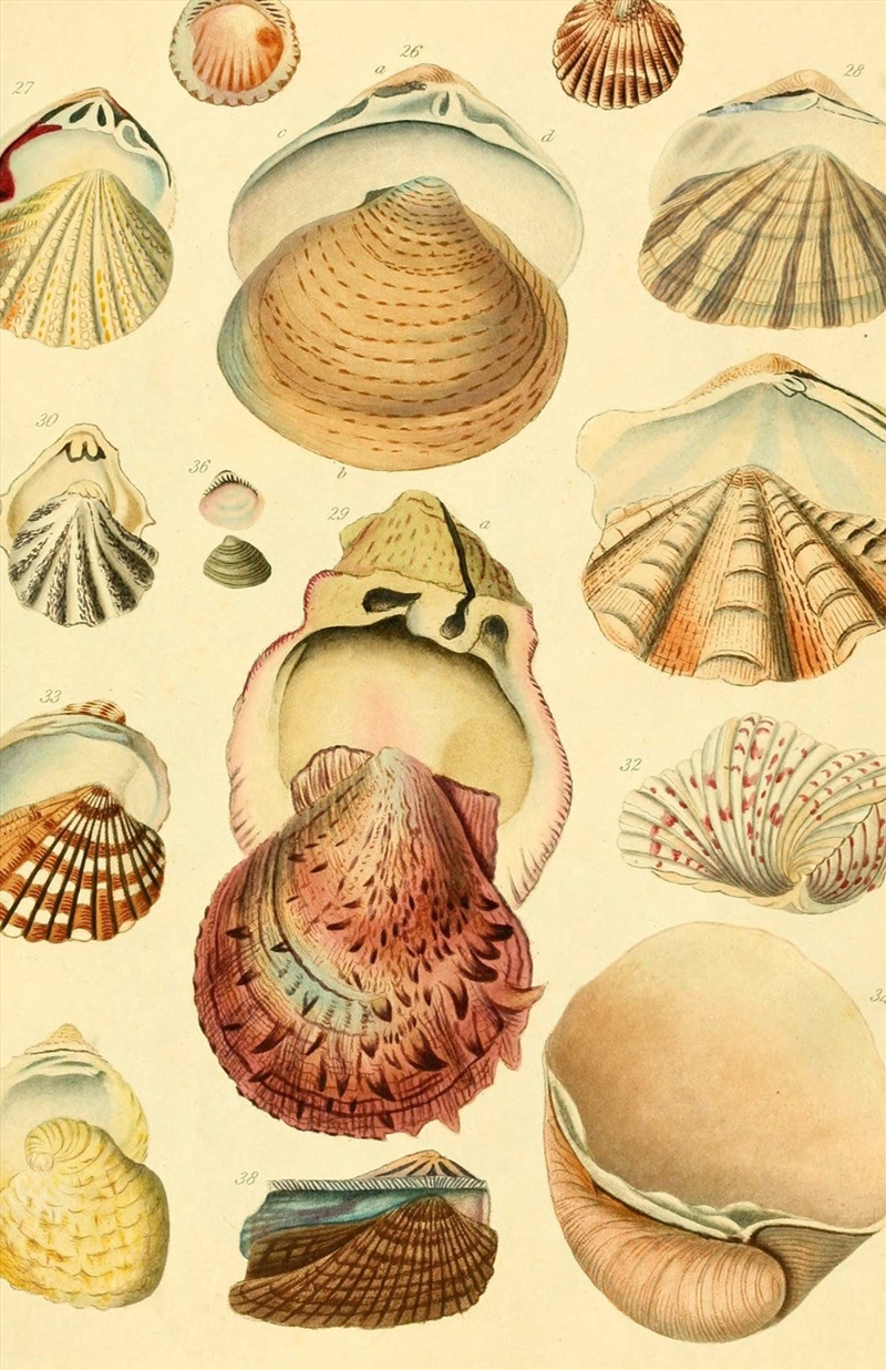 Beachcomber :Blank Lined Journal/Product Detail/Notebooks & Journals