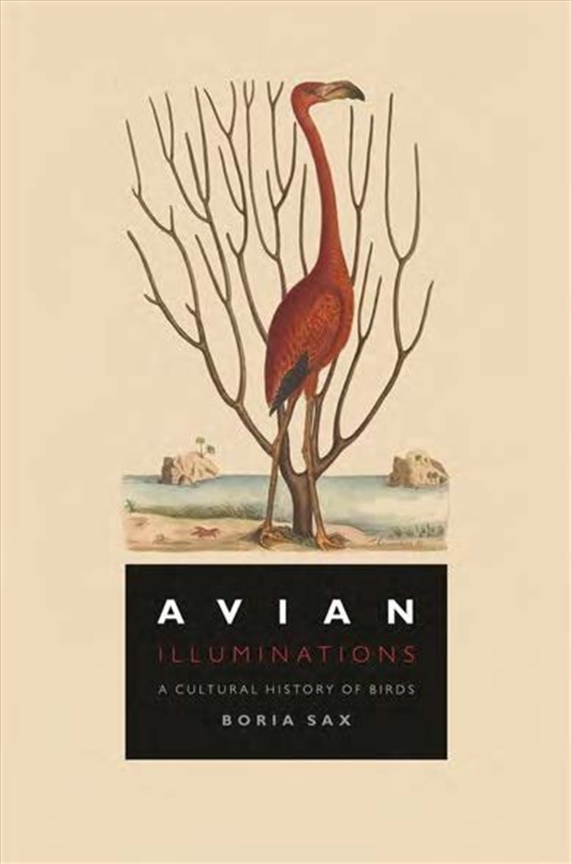 Avian Illuminations/Product Detail/History