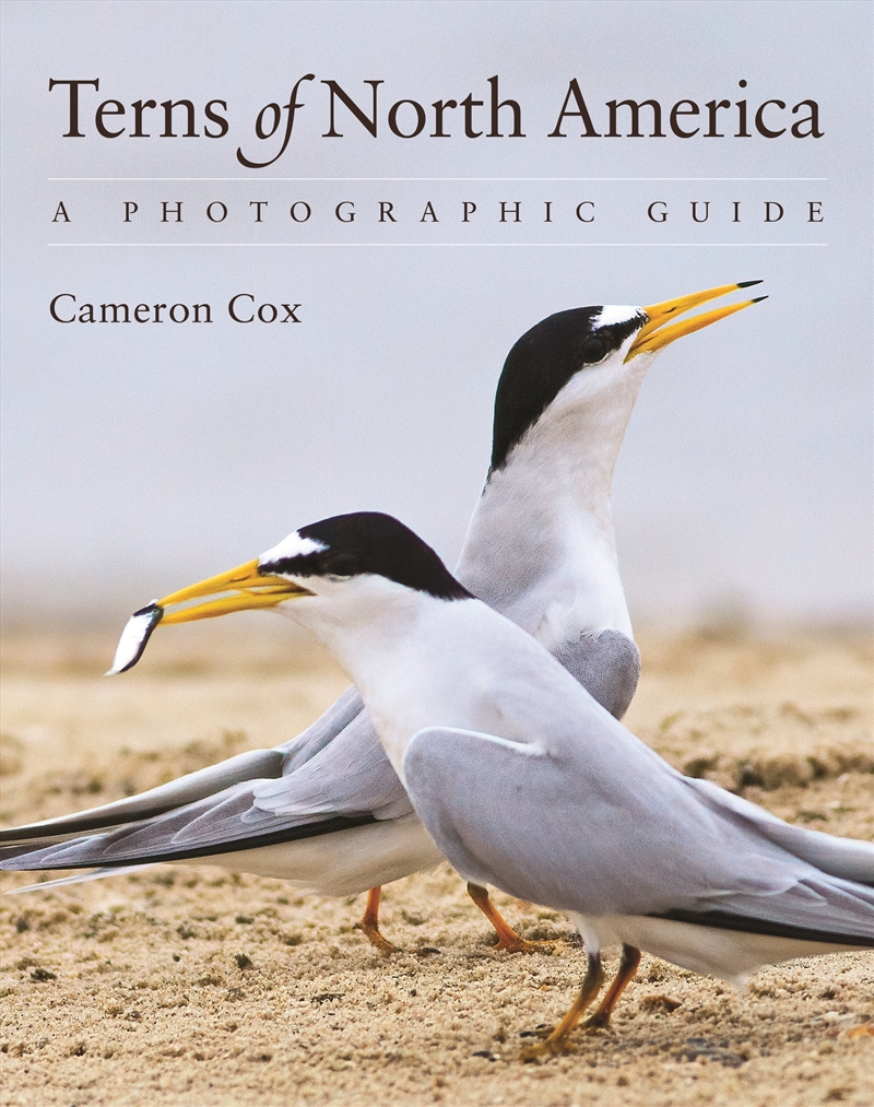 Terns of North America/Product Detail/Animals & Nature