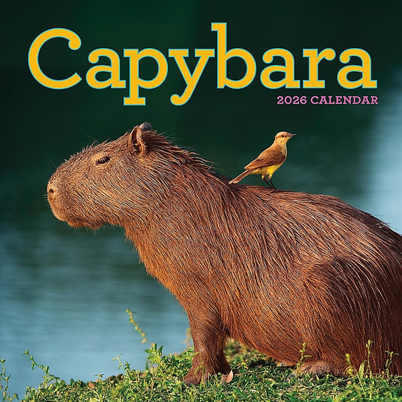 Capybara Wall Calendar 2026/Product Detail/Calendars & Diaries