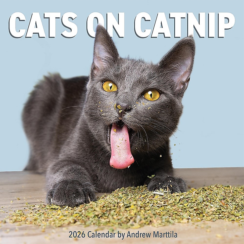 Cats on Catnip Wall Calendar 2026/Product Detail/Calendars & Diaries
