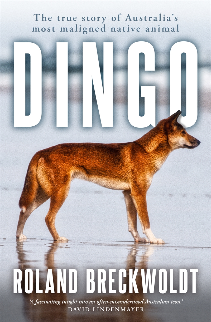Dingo/Product Detail/Animals & Nature
