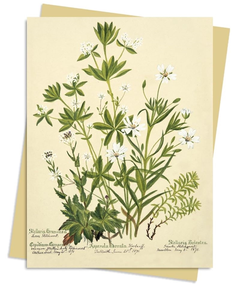 RBGE: Charlotte Cowan Pearson: Stitchworts, Woodruff and Pepperwort Greeting Card Pack: Pack of 6/Product Detail/Stationery