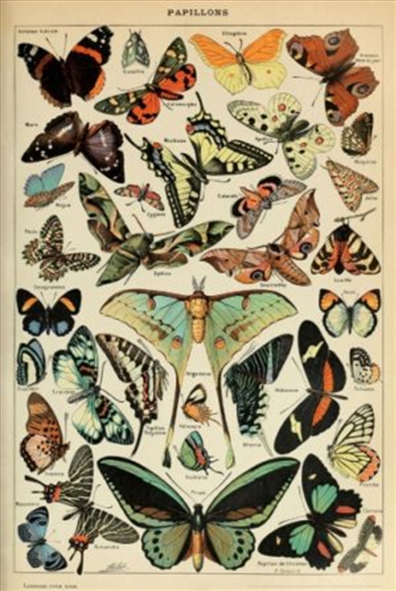 Adolphe Millot Butterflies Poster/Product Detail/Posters & Prints