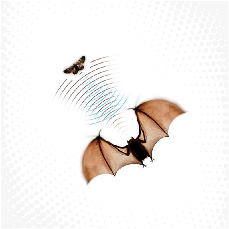 Echolocation/Product Detail/Dance