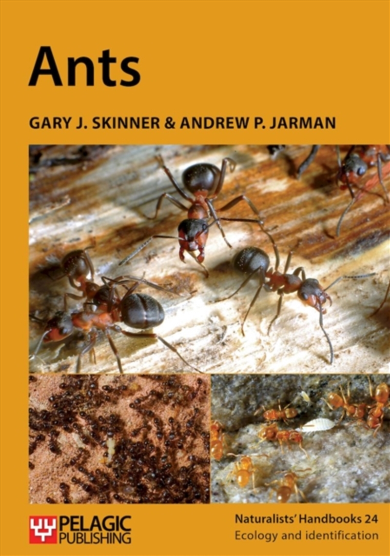 Ants/Product Detail/Animals & Nature