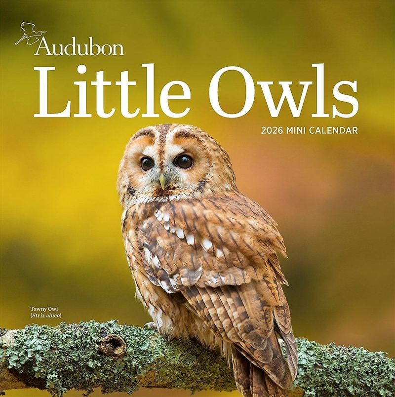 Audubon Little Owls Mini Wall Calendar 2026/Product Detail/Calendars & Diaries
