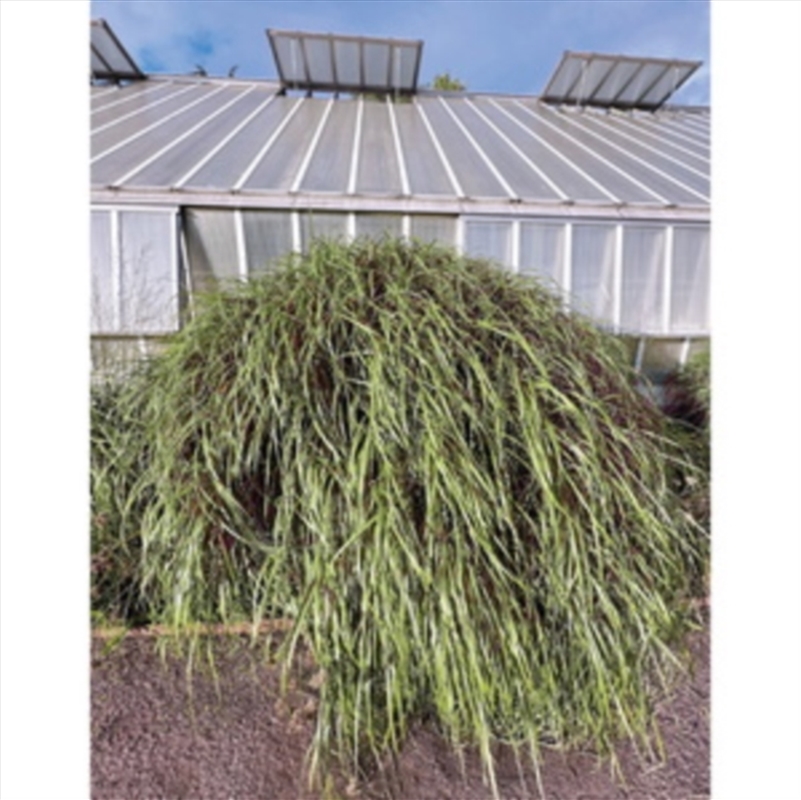 Bass Works: As I Venture Into/Product Detail/Dance