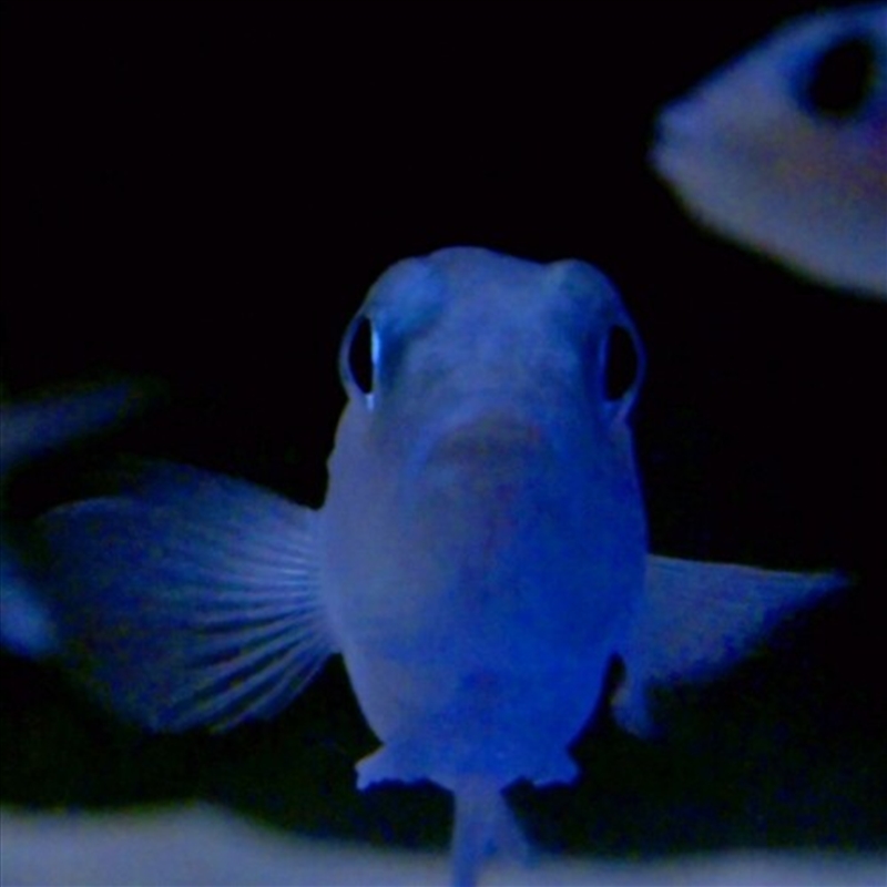 On The Feet Of A Wind/Product Detail/Dance