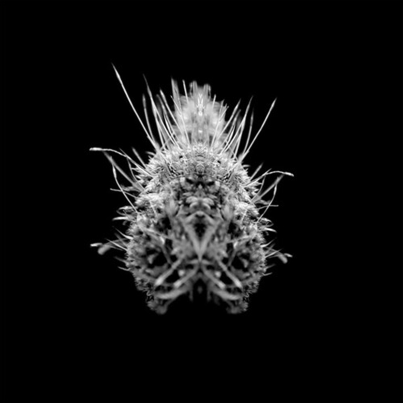 Tiiier Post Adrenaline/Product Detail/Dance