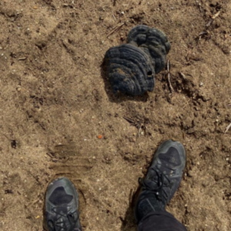 Dog Rose/Product Detail/Dance