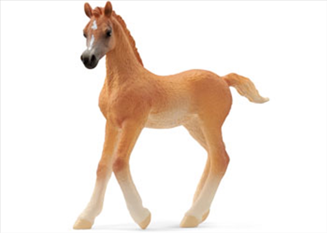 Schleich - Arab foal/Product Detail/Toys