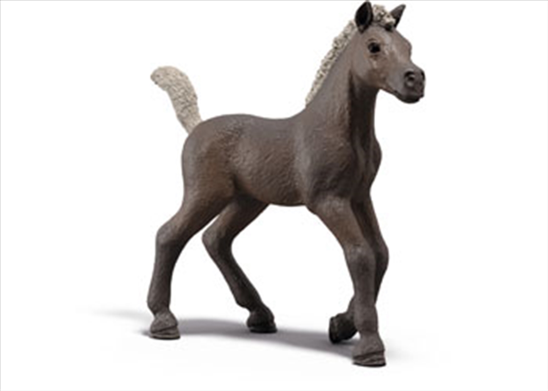 Buy Schleich Collectible Foal Darcy Online Sanity