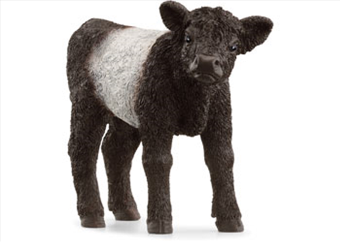 Schleich - Galloway Calf/Product Detail/Toys