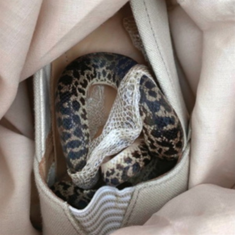 paris paris, texas texas/Product Detail/Dance