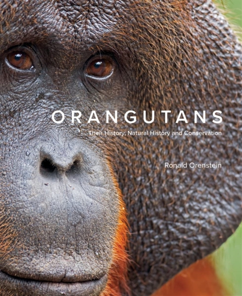 Orangutans : Their History, Natural History And Conservation/Product Detail/Animals & Nature