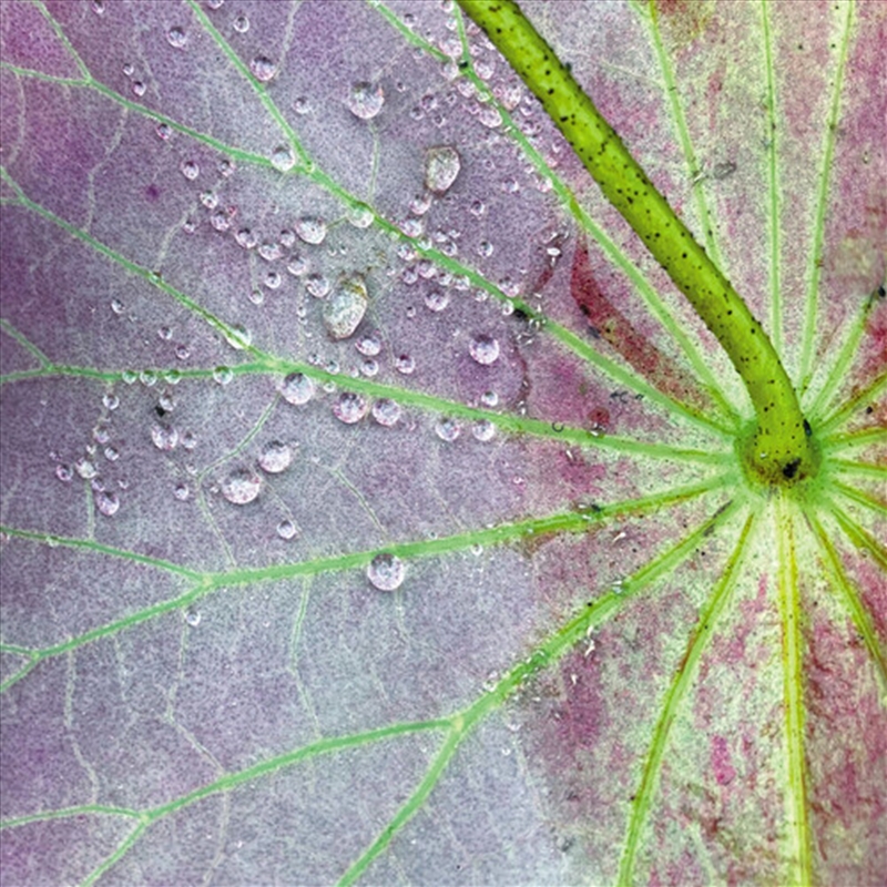 Dust 2/Product Detail/Dance