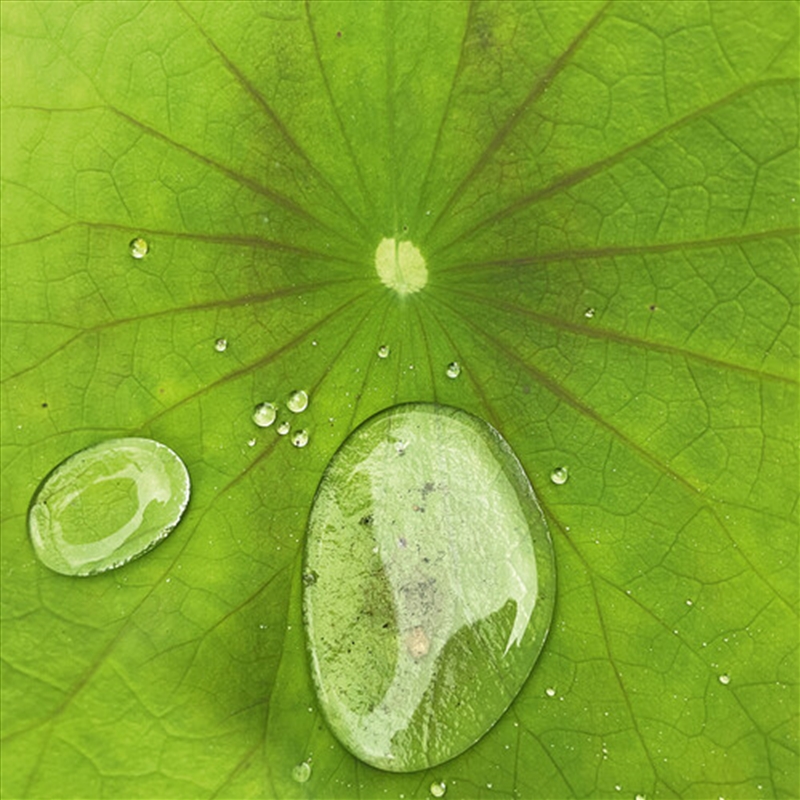 Dust 3/Product Detail/Dance