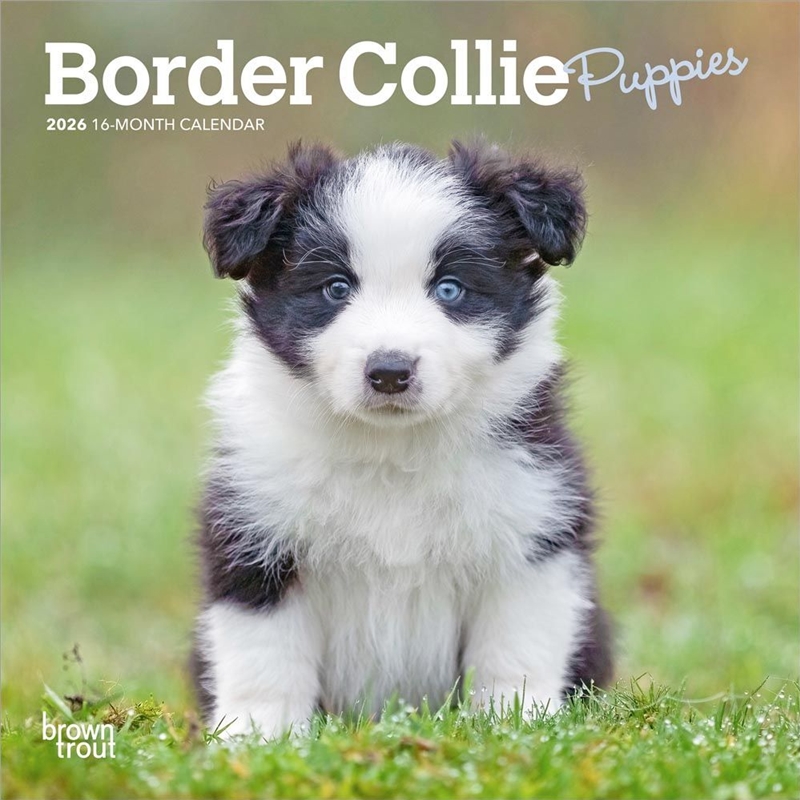 Border Collie Puppies 2026 Mini Calendar/Product Detail/Calendars & Diaries