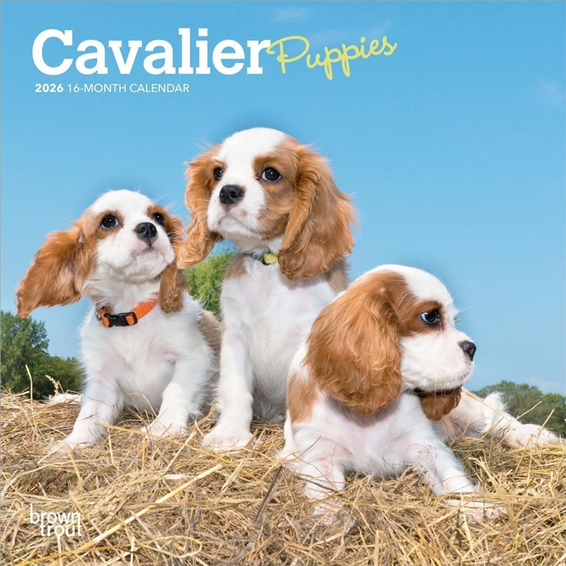 Cavalier King Charles Spaniel Puppies 2026 Mini Calendar/Product Detail/Calendars & Diaries
